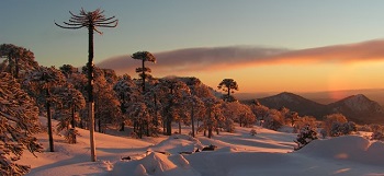 Araucaria sous la neige